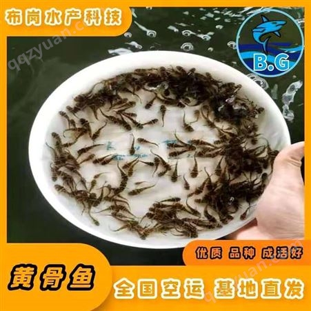 广西柳州市鱼峰黄骨鱼的做法 清汤供应商