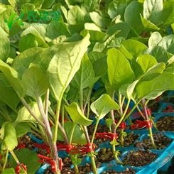 多功能育苗机 蔬菜播种机  蔬菜育苗播种机优惠价格