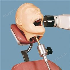 德国夸特QUART 牙科口腔模型X射线训练模型