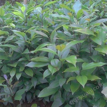杜仲种子新采杜仲种子 杜仲苗木可作绿化树 精选优质 杜仲树种子