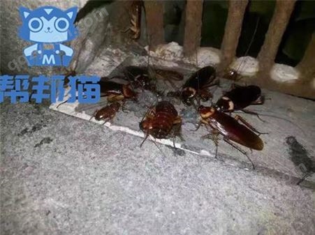 广州大沙头除蟑螂杀蟑螂 灭蟑螂 防治蟑螂上门价格多少