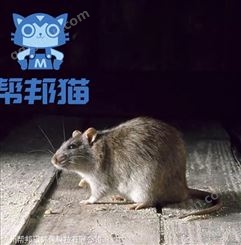 广州黄埔大道西除老鼠灭老鼠 杀老鼠 捉老鼠上门灭鼠价格