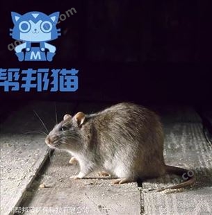 广州龙溪除老鼠灭老鼠 消杀老鼠 杀老鼠上门价格多少
