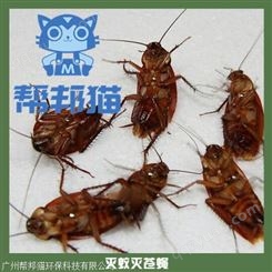 广州江燕路除蟑螂杀蟑螂 灭蟑螂 防治蟑螂上门价格多少