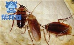 黄埔夏港街道灭蚂蚁除老鼠 杀蟑螂 消杀蚊蝇上门价格多少