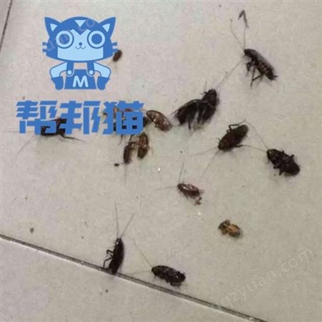 增城增江街道灭白蚁杀蟑螂 消杀蚊子 除苍蝇上门价格多少