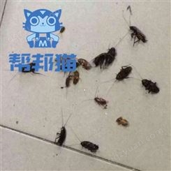 广州南洲除苍蝇防治白蚁 杀蟑螂 灭老鼠上门价格多少