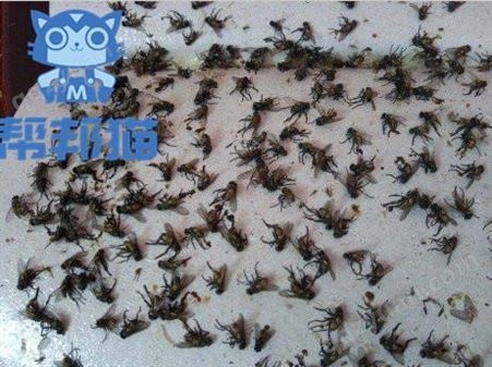 越秀大塘街道灭蚂蚁除老鼠 杀蟑螂 消杀蚊蝇上门价格多少