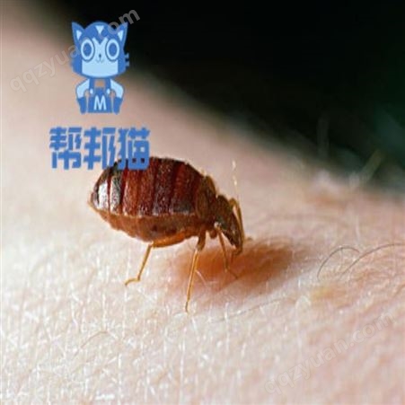 广州万顷沙除螨虫消杀老鼠 灭蟑螂 杀白蚁上门价格多少