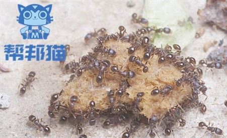 广州东圃除白蚁杀白蚁   灭白蚁   消杀白蚁上门价格多少