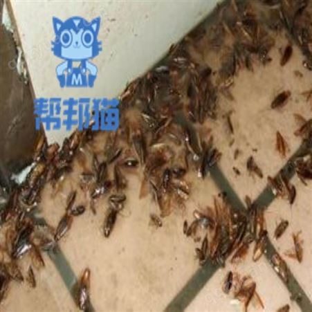 从化区温泉镇白蚁公司收费  广州办公室怎么能逮到老鼠