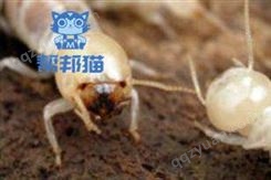 广州花地湾除白蚁杀白蚁  灭白蚁  消杀白蚁上门价格多少
