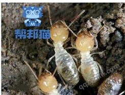 广州旧区除白蚁杀白蚁 灭白蚁 消杀白蚁上门价格多少